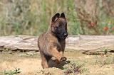 MALINOIS 279